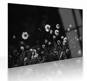 Obraz na szkle - Łąka z trawą bawełnianą N⁰1 (70x50 cm)