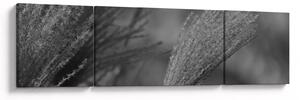 Obraz - Suszona trawa pampasowa (170x50 cm)