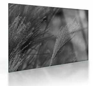Obraz na szkle - Suszona trawa pampasowa (70x50 cm)