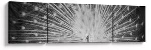 Obraz - Biały paw (170x50 cm)