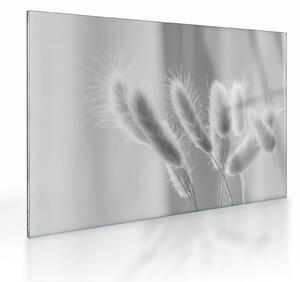 Obraz na szkle - Trawa z króliczym ogonkiem (70x50 cm)