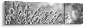 Obraz - Beżowa miękka trawa N⁰1 (170x50 cm)