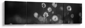 Obraz - Trawa bawełniana na łące (170x50 cm)