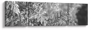 Obraz - Las świerkowy (170x50 cm)
