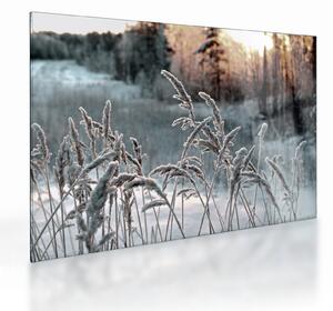 Obraz na szkle - Frozen Meadow (70x50 cm)