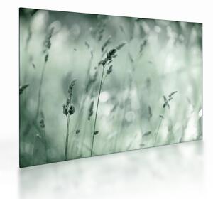 Obraz na szkle - Zielona łąka (70x50 cm)