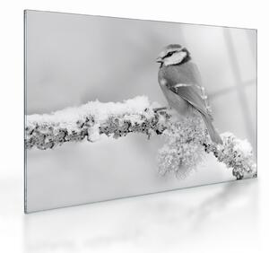 Obraz na szkle - Ptak na gałęzi (70x50 cm)