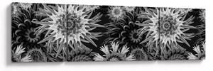Obraz - Czarne i białe osty (170x50 cm)