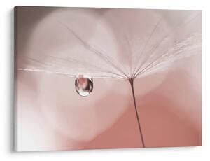 Obraz - Kropla rosy (70x50 cm)