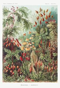 Reprodukcja Muscinae Laubmoose 1904, Ernst Haeckel