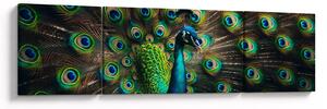 Obraz – Paw (170x50 cm)