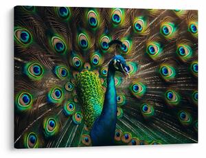 Obraz – Paw (70x50 cm)