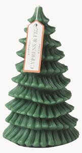 Świeca pieńkowa Cypress & Fir