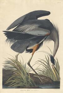 Reprodukcja Great blue Heron 1834, John James (after) Audubon