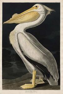 Reprodukcja American White Pelican 1836, John James (after) Audubon