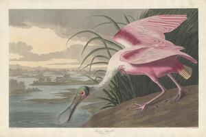 Reprodukcja Roseate Spoonbill 1836, John James (after) Audubon