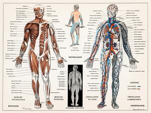 Ilustracja Antique Illustration of the Human Nervous Muscular System