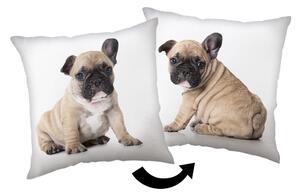 Poduszka dziecięca 40x40 cm Bulldog – Jerry Fabrics