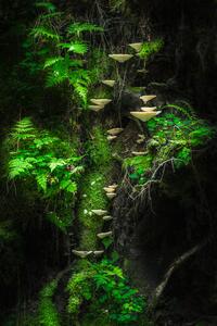 Fotografia Mushroom Wall, Petri Damstén