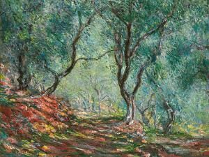 Reprodukcja Olive Trees in the Moreno Garden 1884, Claude Monet