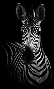 Fotografia The Zebra, WildPhotoArt