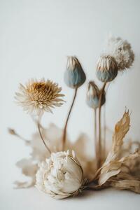 Fotografia Dry Flower Impression, Treechild