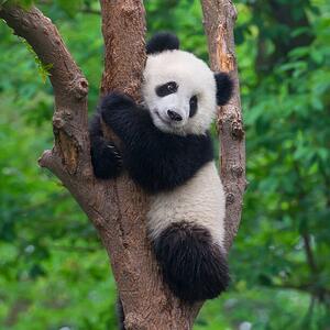 Fotografia Cute panda bear climbing in tree, Hung_Chung_Chih