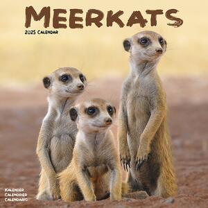 Kalendarz 2025 Meerkats