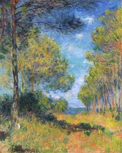 Reprodukcja All e de sapins Varengeville, Claude Monet