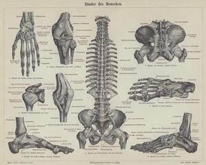 Reprodukcja Ligaments of the human body, German School