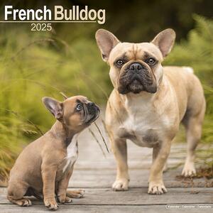 Kalendarz 2025 French Bulldog