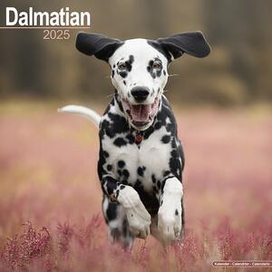 Kalendarz 2025 Dalmatian