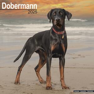 Kalendarz 2025 Dobermann