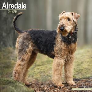 Kalendarz 2025 Airedale