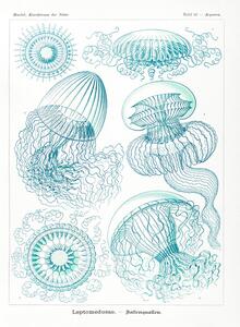 Reprodukcja Leptomedusae Faltenquallen, Ernst Haeckel