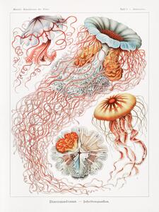 Reprodukcja Discomedusae Scheibenquallen, Ernst Haeckel