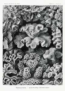 Reprodukcja Hexacoralla Sechsstrahlige Sternkorallen, Ernst Haeckel