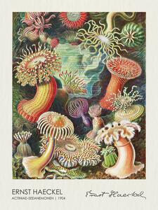 Reprodukcja Actiniae Seeanemonen 1904, Ernst Haeckel