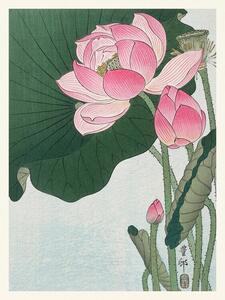 Reprodukcja Blooming Lotus, Ohara Koson