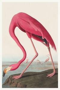 Reprodukcja The Pink Flamingo, John James Audubon