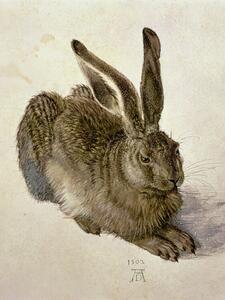 Reprodukcja Hare 1502, Albrecht Dürer