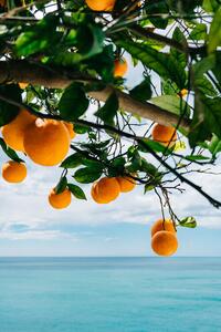 Ilustracja Amalfi Coast Oranges, Bethany Young