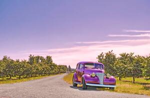 Ilustracja Vintage Car And Orchard, John C Magee