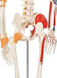 Jago – anatomiczny szkielet z mięśniami, ścięgnami i plakat