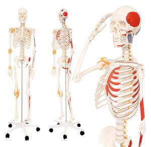 Jago – anatomiczny szkielet z mięśniami, ścięgnami i plakat