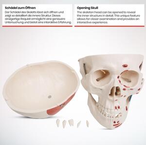 Jago – anatomiczny szkielet z mięśniami, ścięgnami i plakat