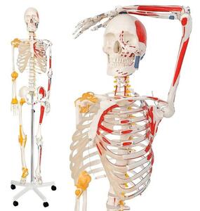 Jago – anatomiczny szkielet z mięśniami, ścięgnami i plakat