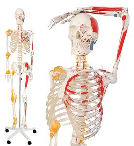 Jago – anatomiczny szkielet z mięśniami, ścięgnami i plakat