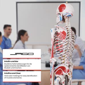 Jago – anatomiczny szkielet z mięśniami, ścięgnami i plakat