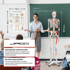 Jago – anatomiczny szkielet z mięśniami, ścięgnami i plakat